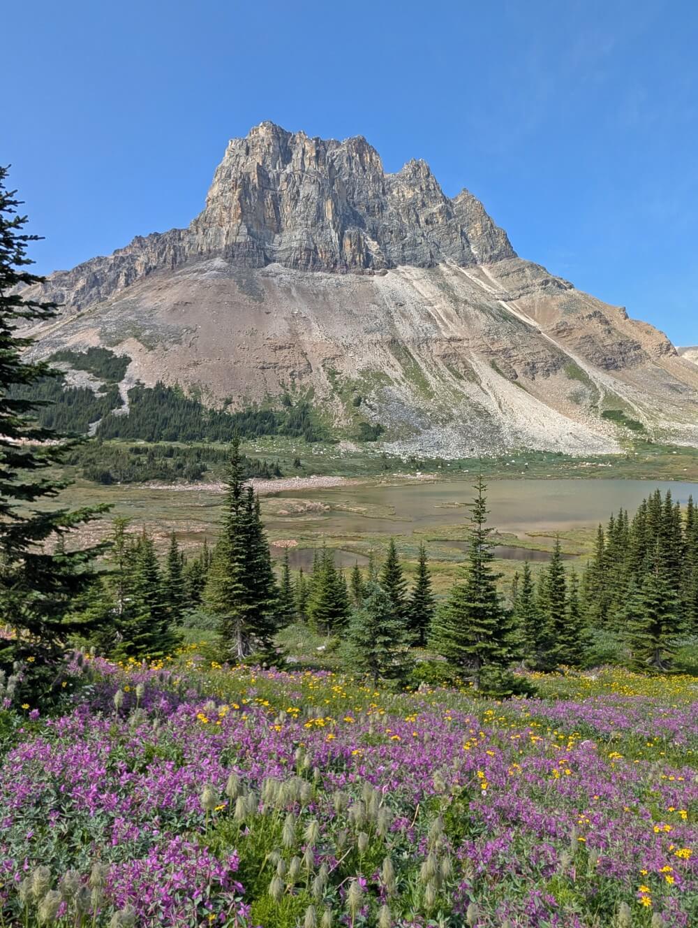 Close up of purple and yellow wildflowers in front of trees and Mount Tekarra on the Skyline Trail