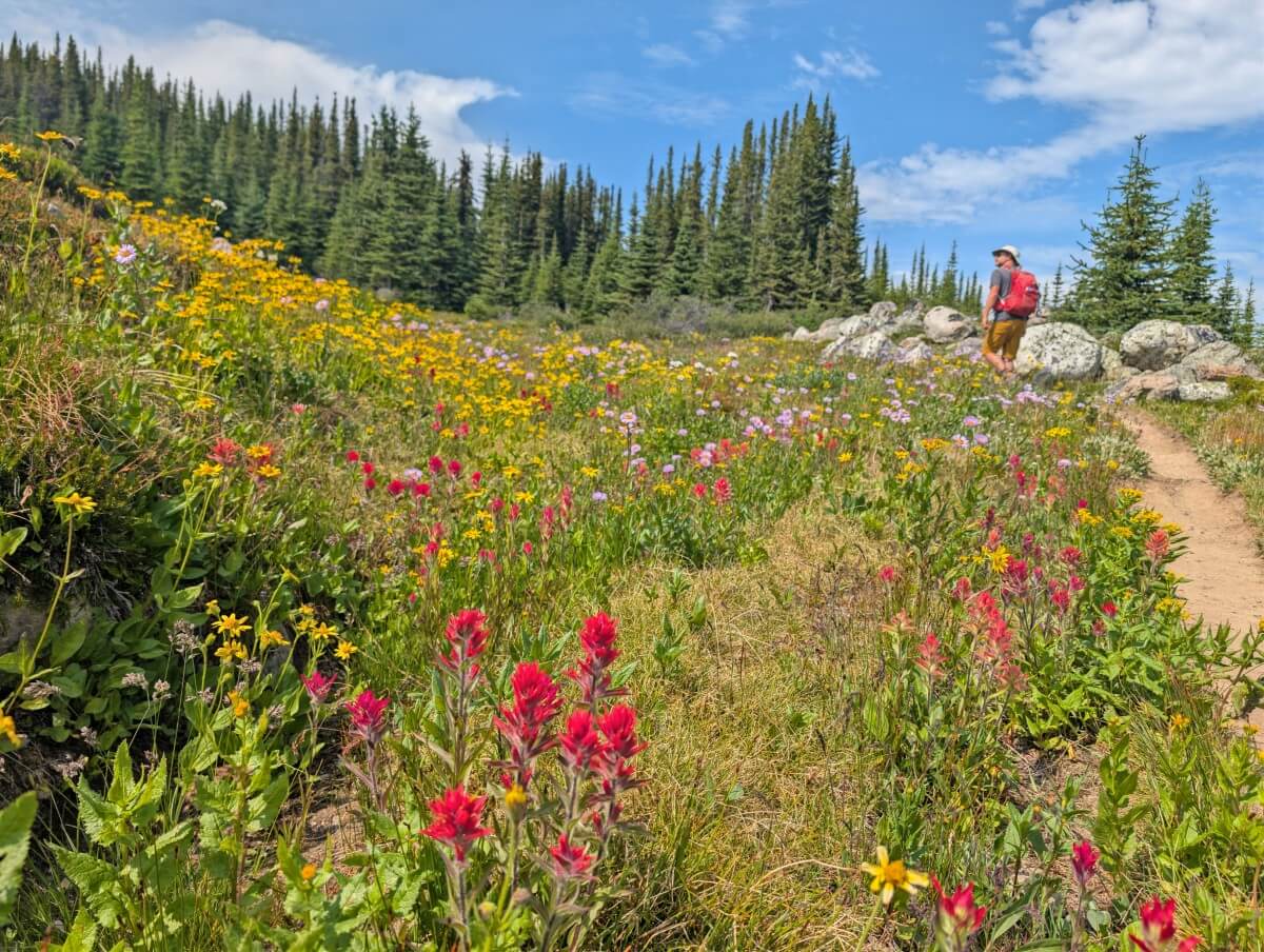 Close up of wildflower meadows on the Skyline Trail featuring red, yellow, purple flowers, with a hiker walking past in the background