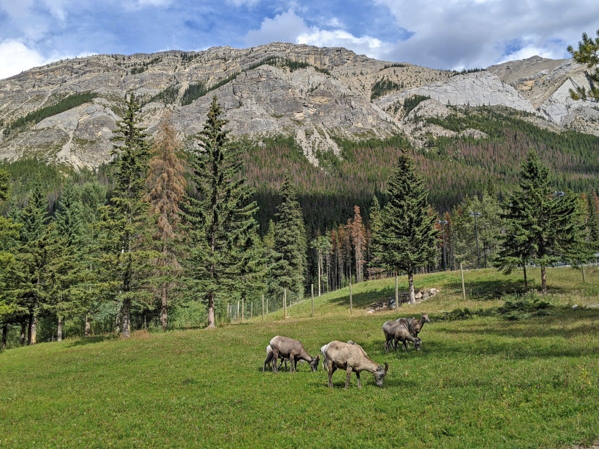 Close up of half a dozen big horn sheep grazing on grass near Miette Hot Springs, backdropped by mountains