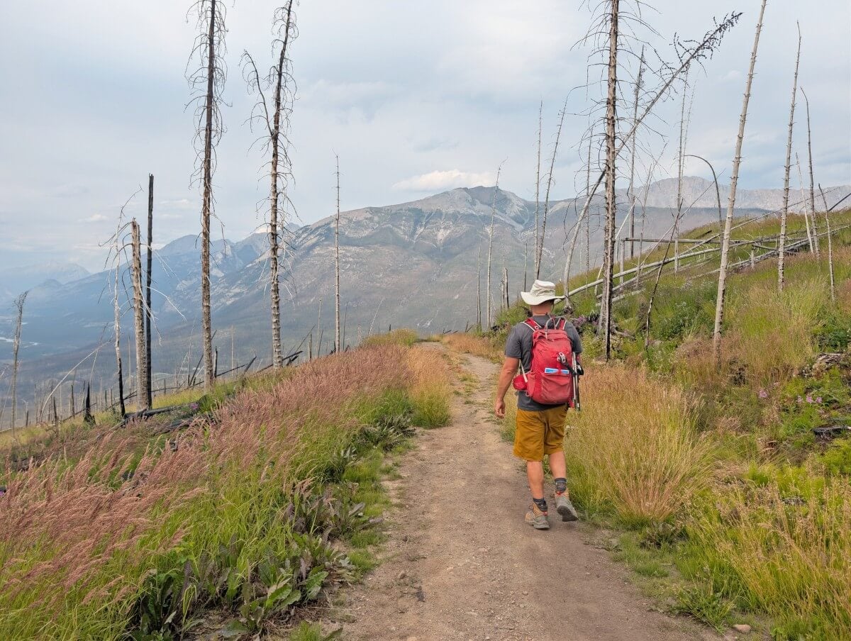 Back view of hiker with a red backpack walking downhill on a dirt trail in a burned forest, with high grasses on either side and mountains in the background