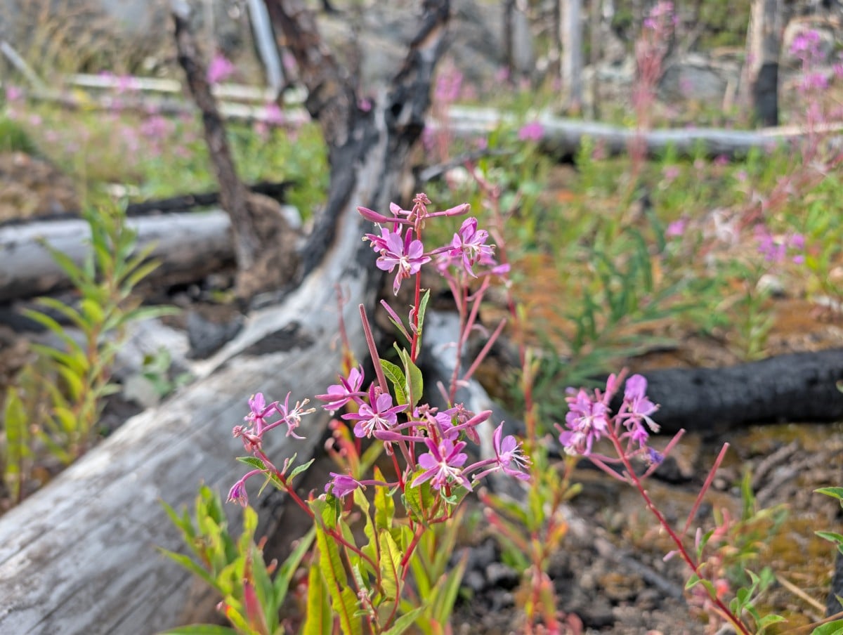 Close up of purple fireweed in front of burned trees in forest in Jasper National Park