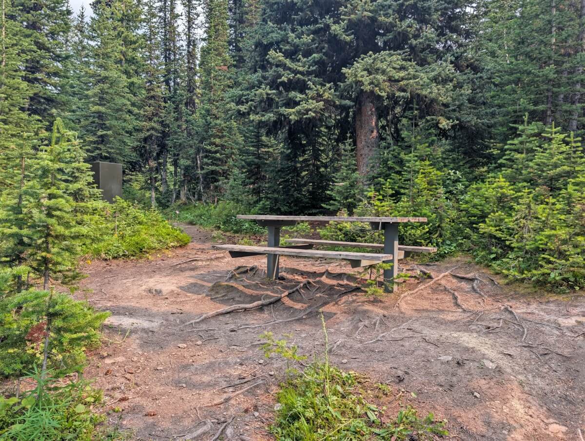 A picnic table sits on dirt with exposed roots at the forested Signal Campground on the Skyline Trail, with a green metal food cache in the background
