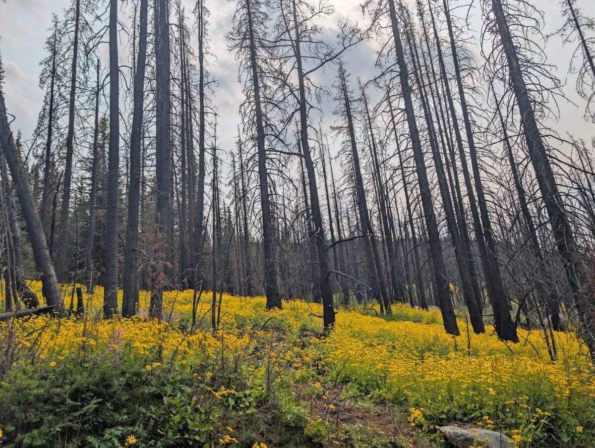 Burned trees with a bed of bright yellow wildflowers covering the forest floor
