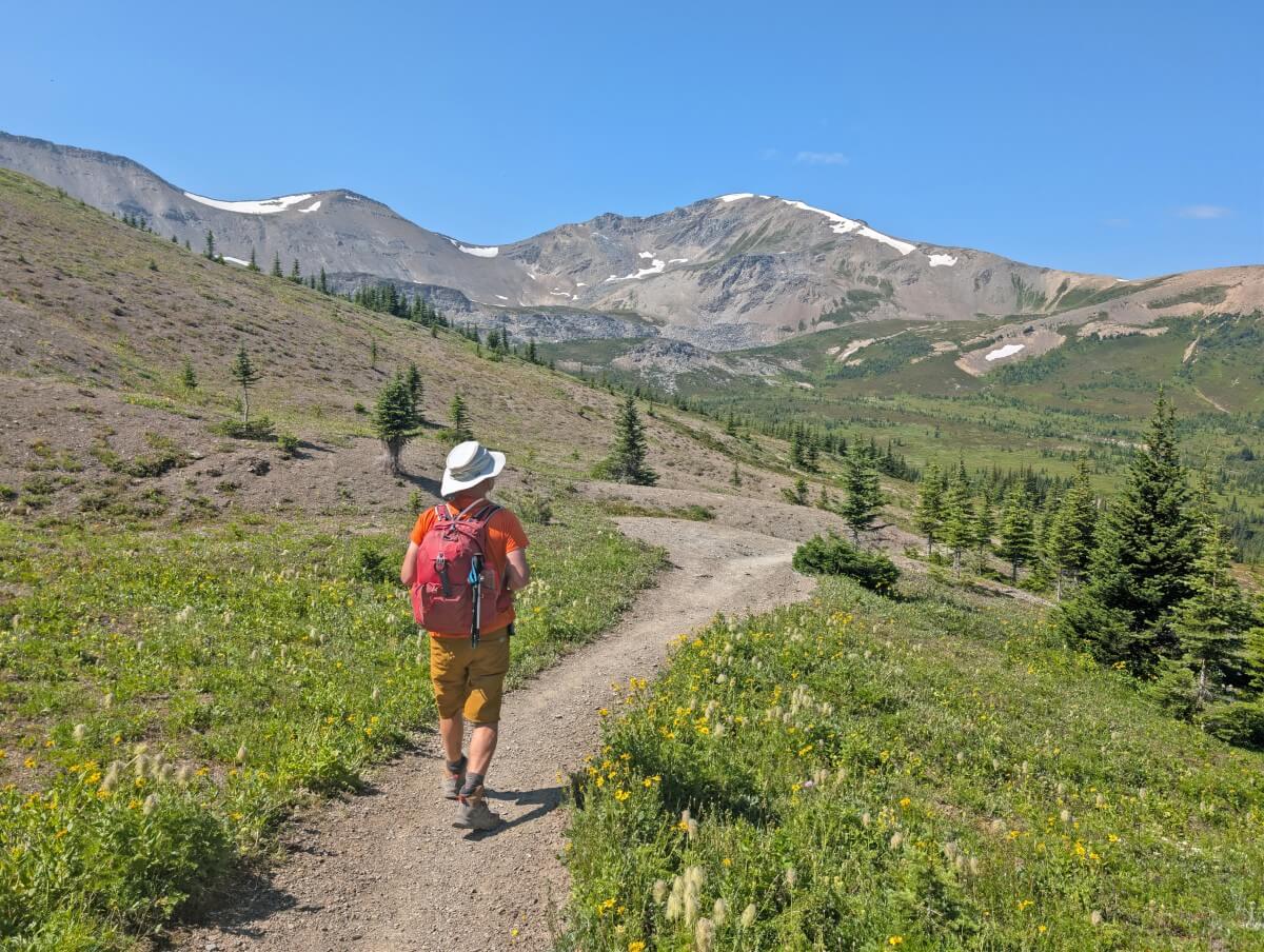 Back view of hiker walking on dirt path through wildflower meadows on the Skyline Trail with snow capped mountains in the background