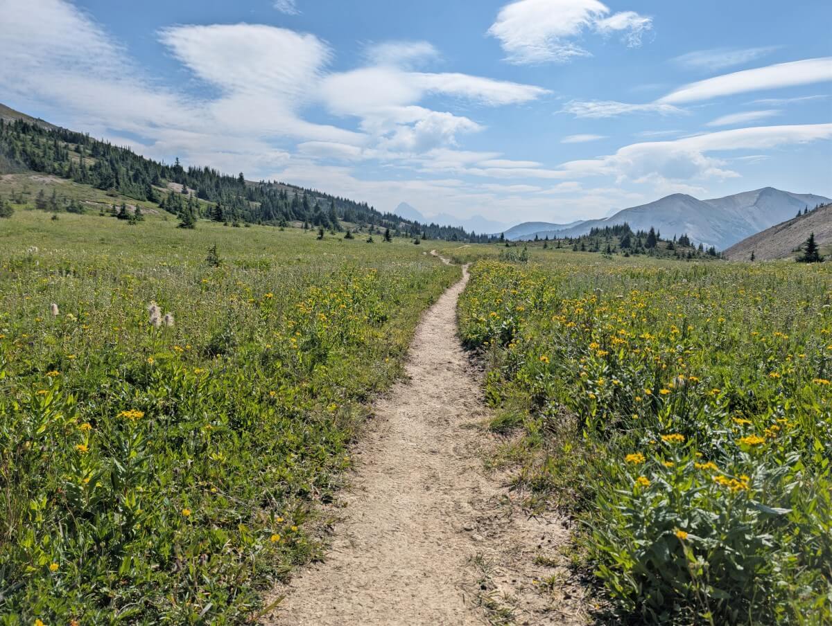 A narrow dirt path leads away through yellow wildflower filled meadows, with distant mountains in background
