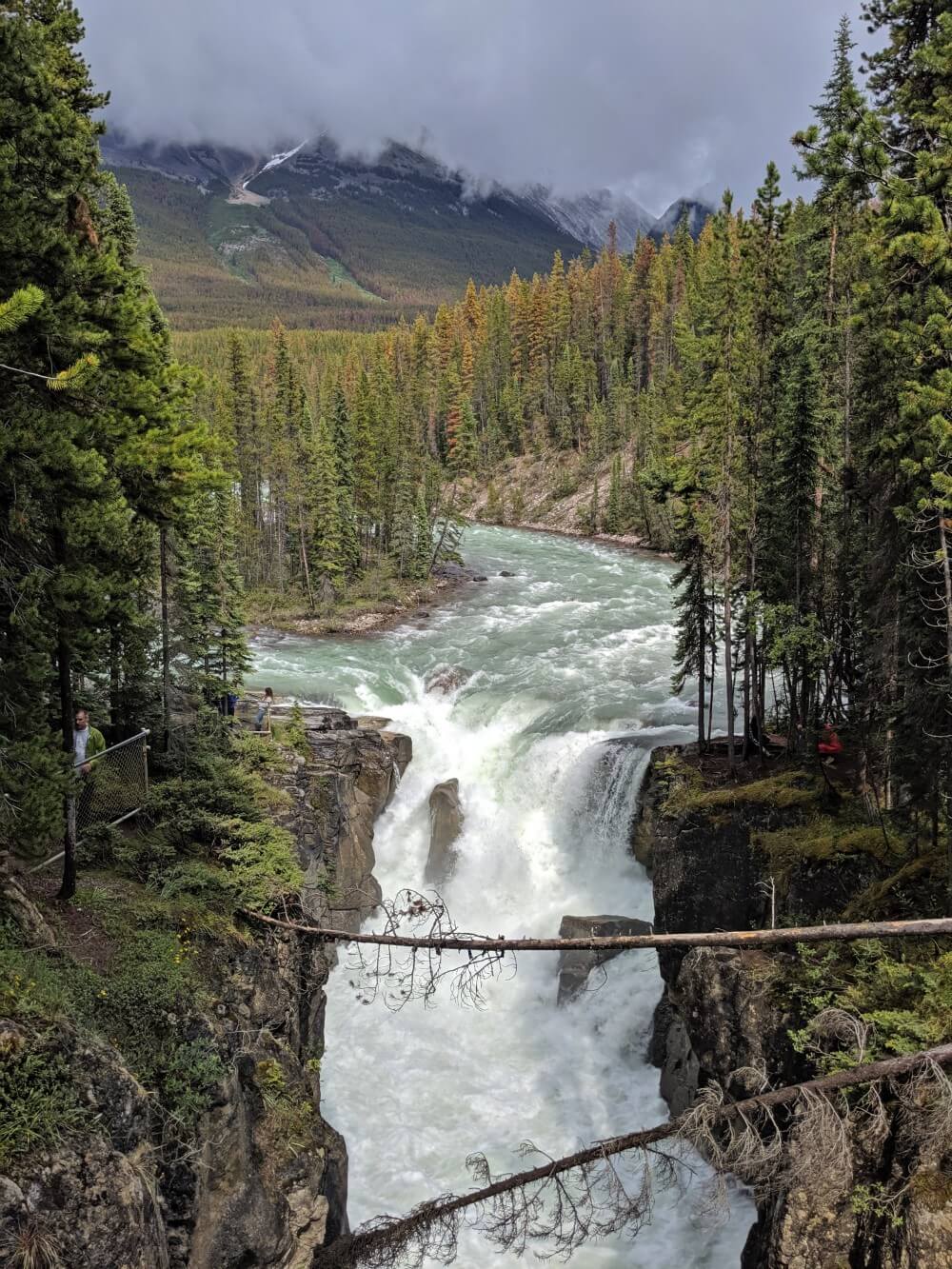 Looking down over powerful Sunwapta Falls (Upper Falls), which is surrounded by trees