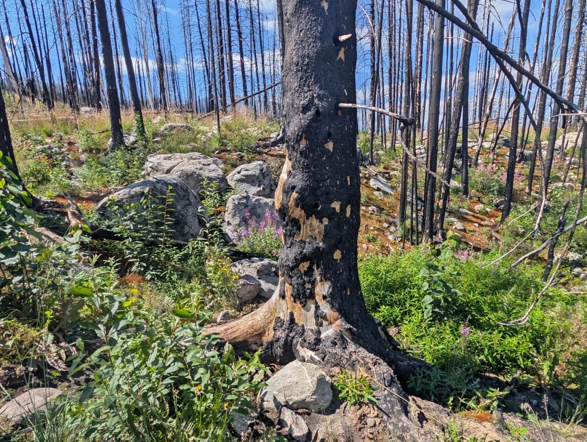 Close up of leopard-spot like burned tree on the Valley of the Five Lakes Trail with smaller trails in background, green foliage at base