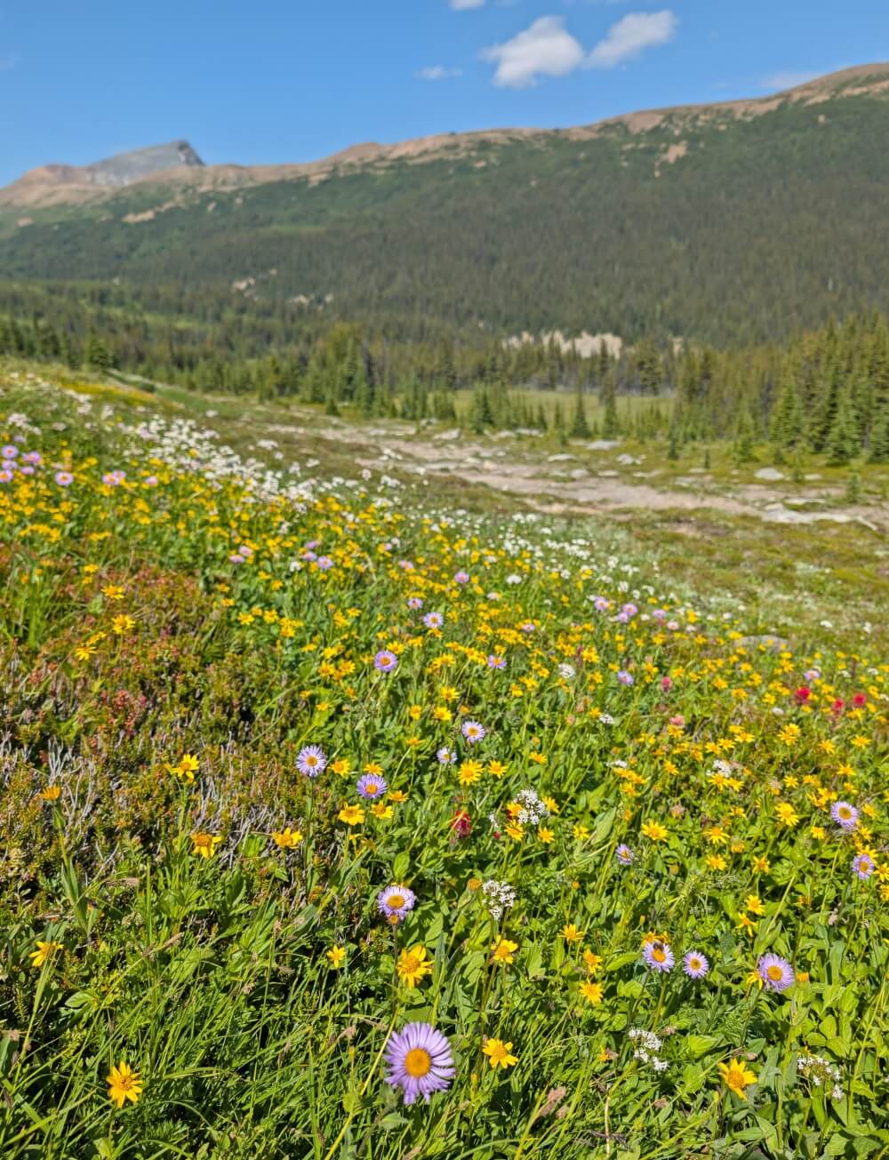 Close up of wildflowers on the Skyline Trail - purples, yellows, red and white
