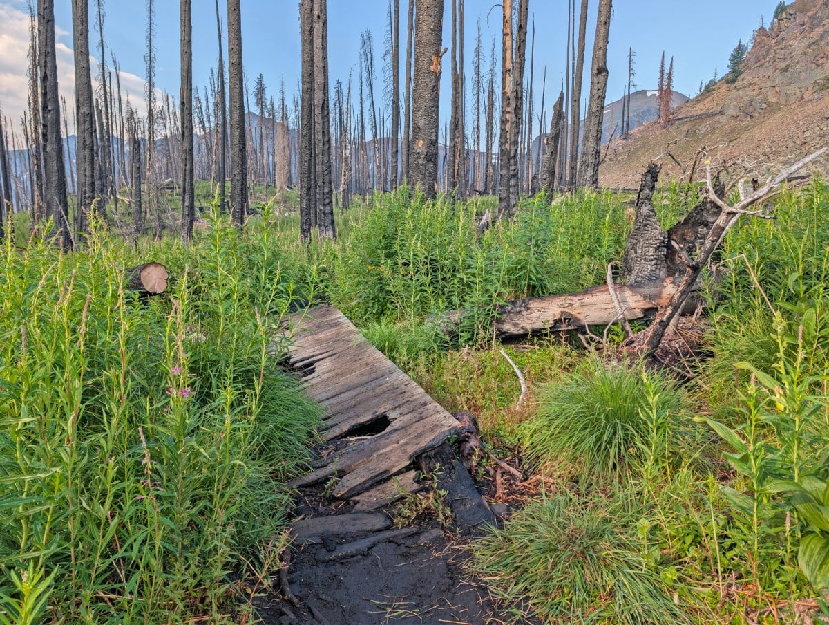 Close up of sloped and burned bridge on hiking trail in Cathedral Park, surrounded by burned trees