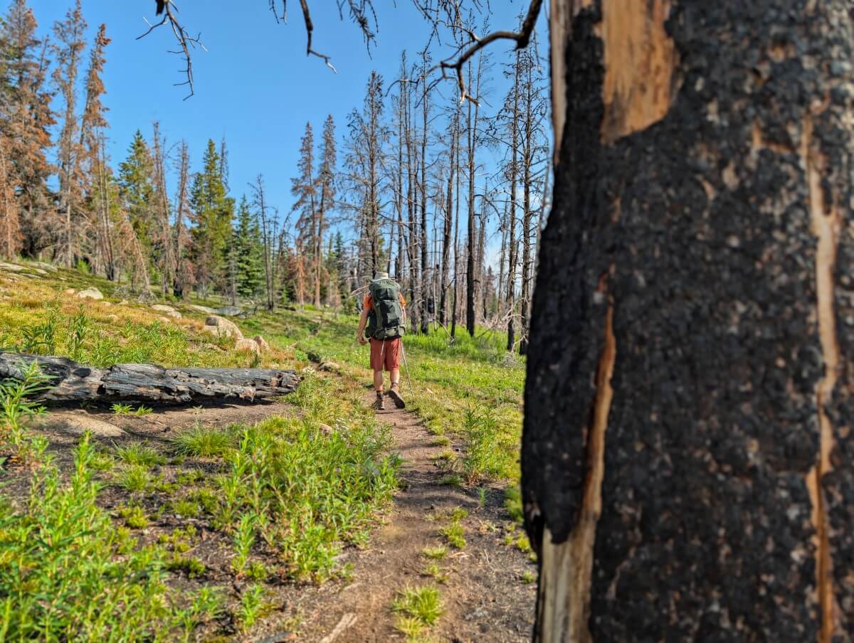 Close up of burned tree on right, with hiker traversing burned terrain on left