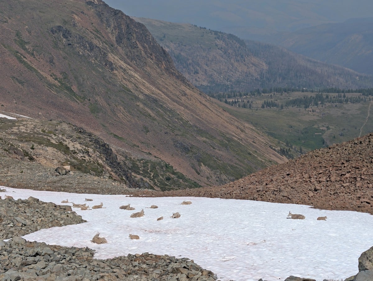 Snow patch on rockfield below Quiniscoe Mountain, with herd of mountain goats lying on the snow