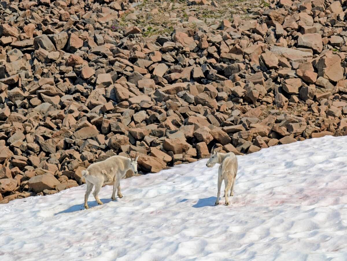 Close up of two mountain goats standing on snow next to a rockfield on the Rim Trail in Cathedral Provincial Park