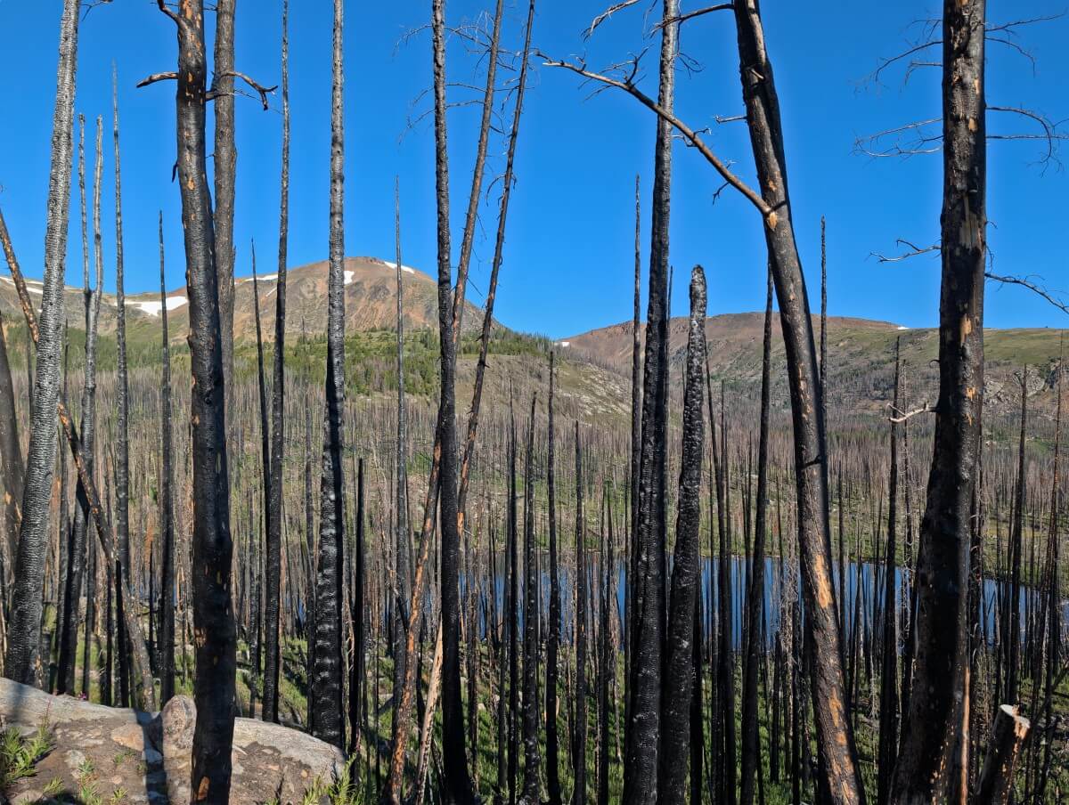 Looking through burned trees to Pyramid Lake behind, with snow capped mountains in background