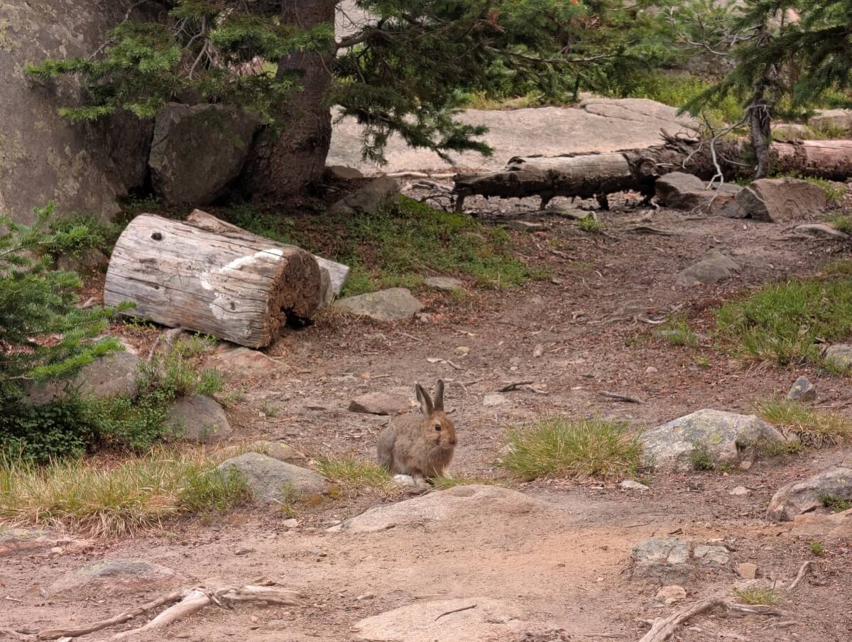 Close up of rabbit in Quiniscoe Lake Campground, amid dirt, foliage and rocks